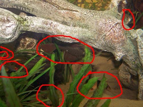 wherefish.jpg