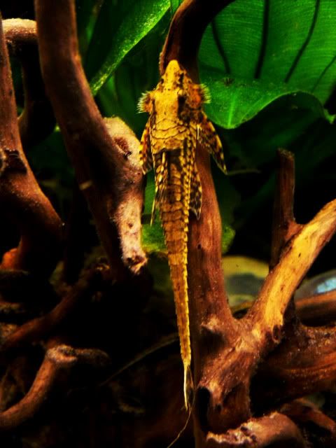 whiptail001_zps38116dc0.jpg