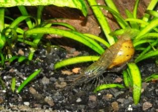 whiskershrimp2web.jpg