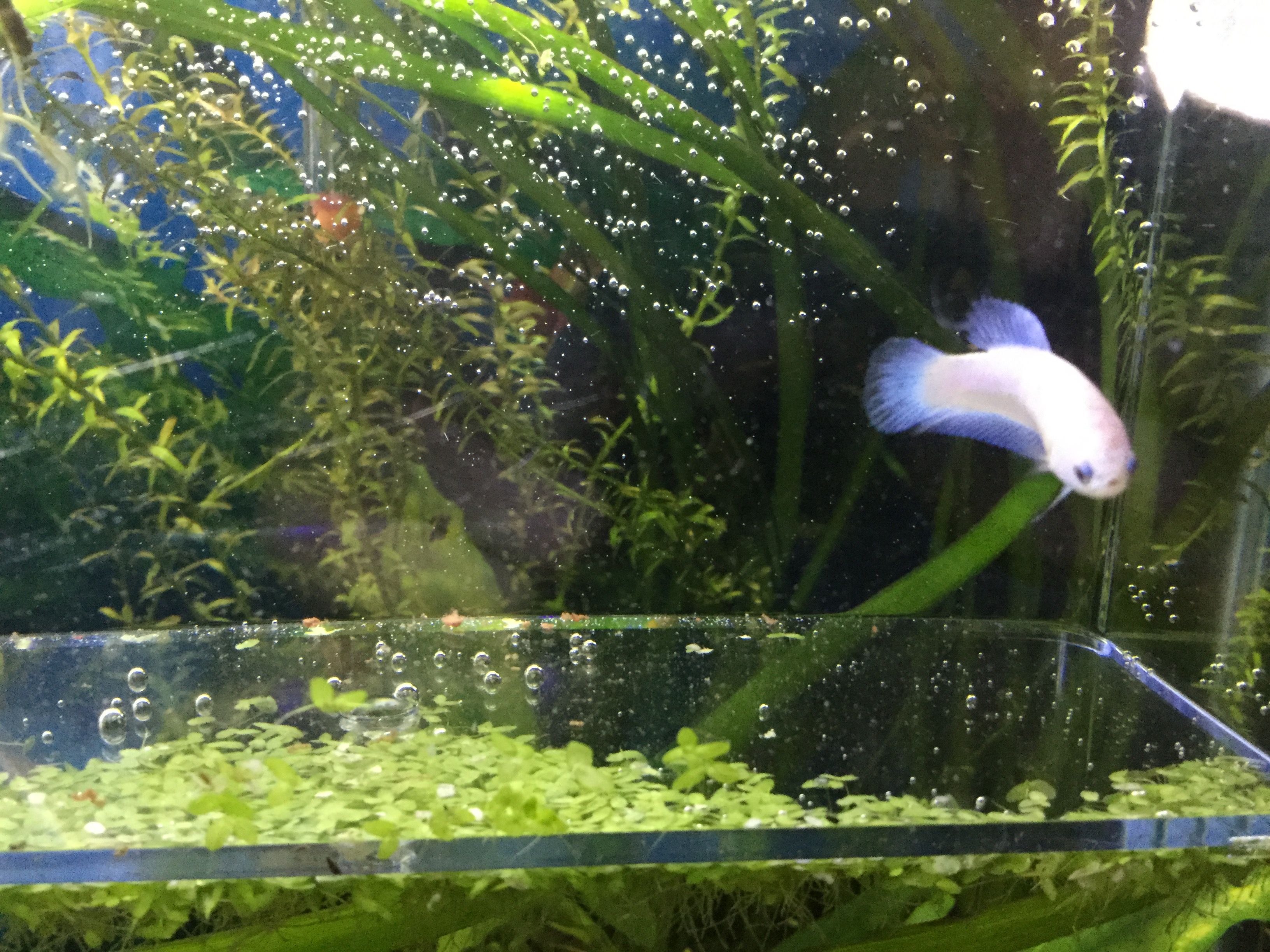 white halfmoon female.JPG