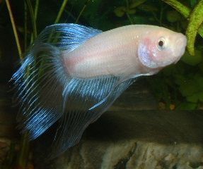 White_Betta7.JPG