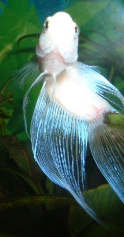 White_Betta_Close_Up.JPG