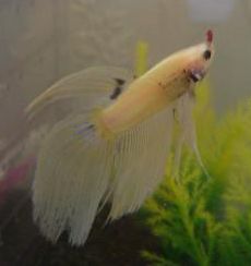 White_Betta_with_Bloodworm_2.jpg