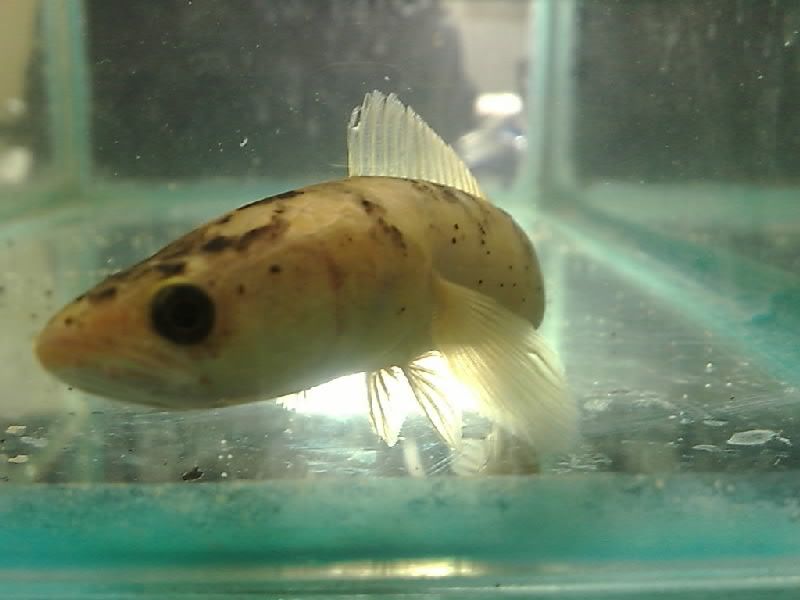 Whitechanna1.jpg
