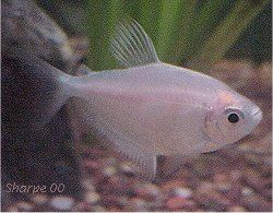 whites_kirt_tetra.jpg