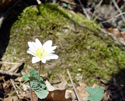 whtflower.jpg
