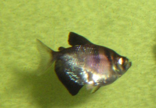 widow_tetra1.jpg