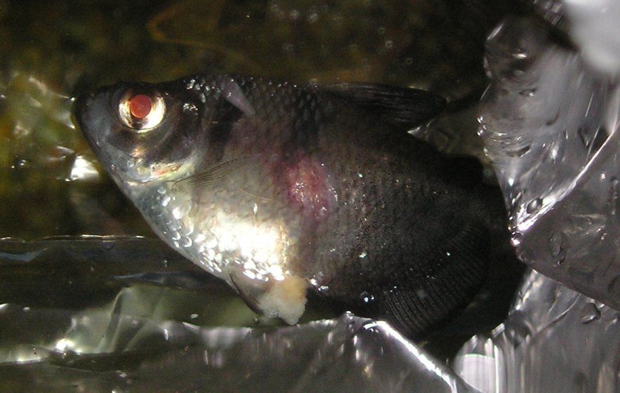 widow_tetra4.jpg
