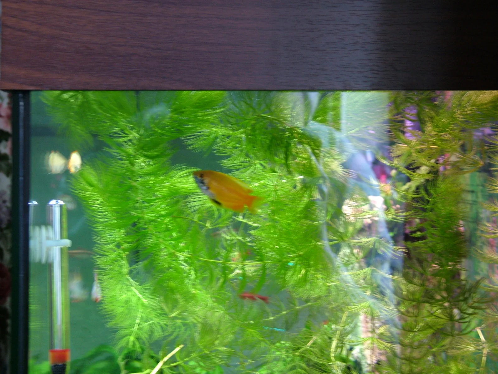 wild col male gourami.webp