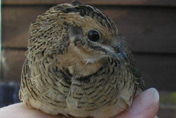 wildtypechinesehen.jpg