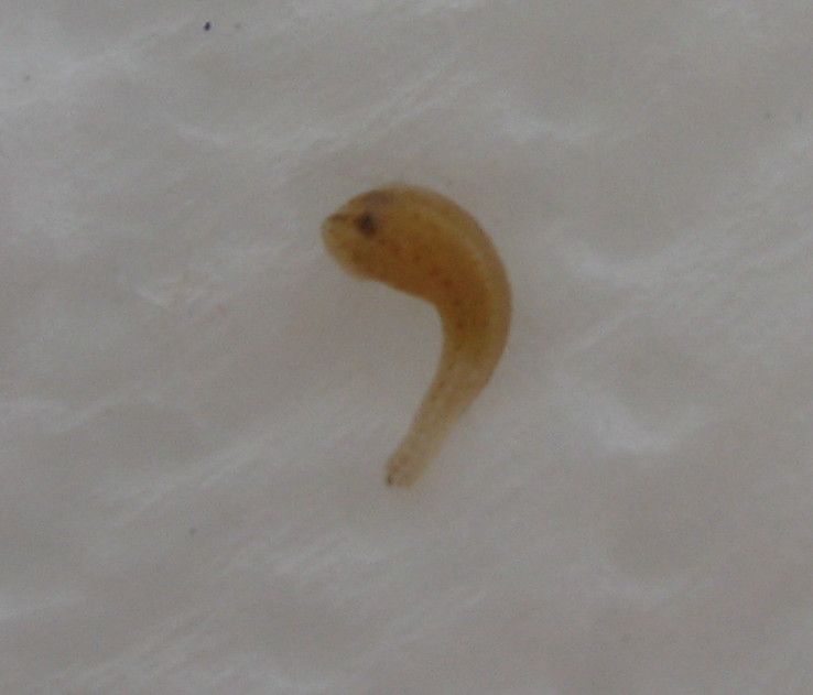 worm.jpg