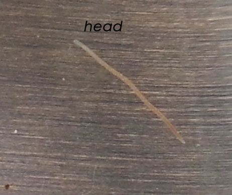 worm.jpg