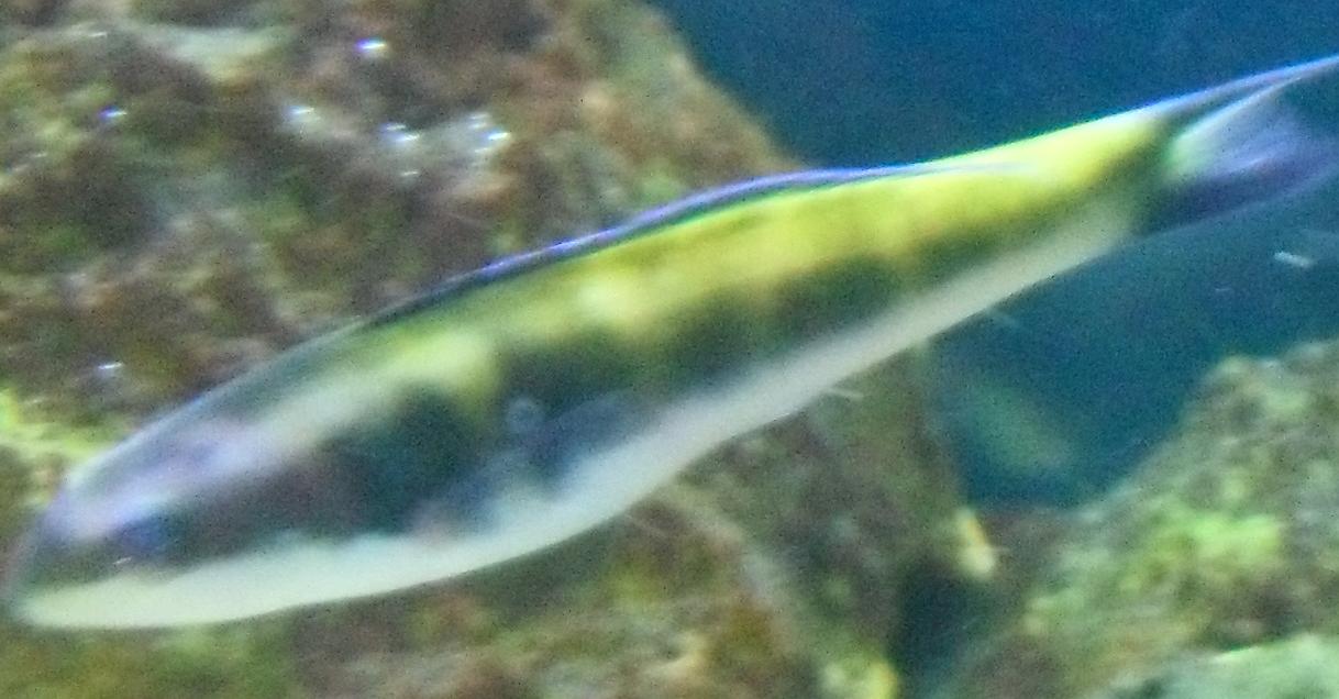 wrasse.JPG