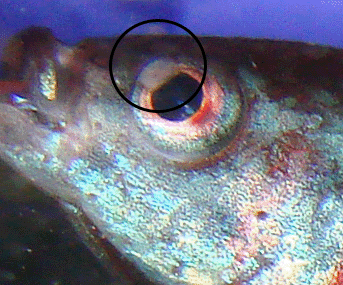 Wyland_eyeissue_1.gif