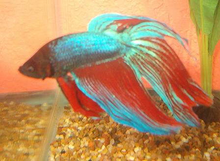 xbetta3.jpg