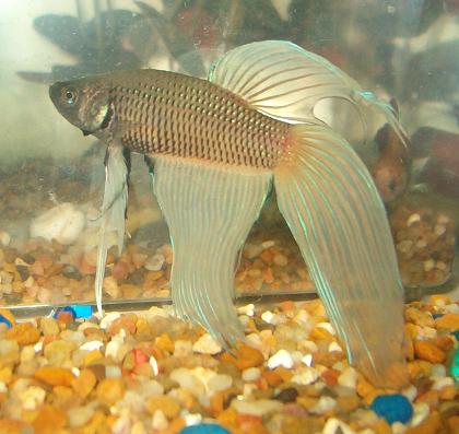 xbetta8.jpg