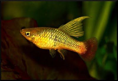 Xiphophorus maculatus.jpg