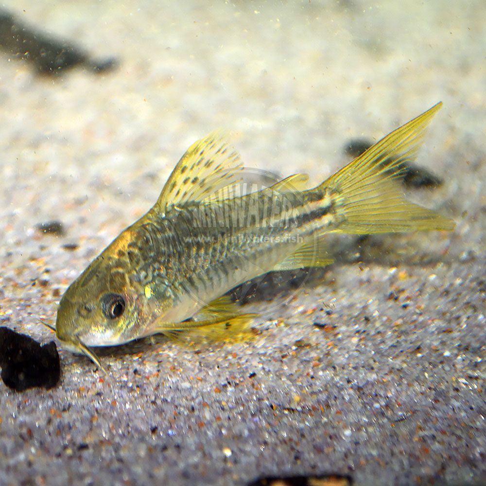 yellow cory.jpg