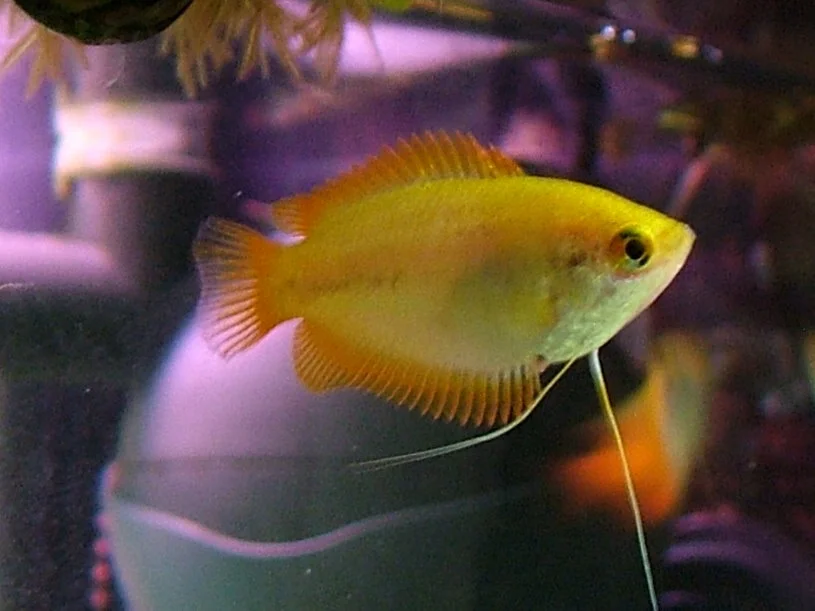 Yellow female.webp