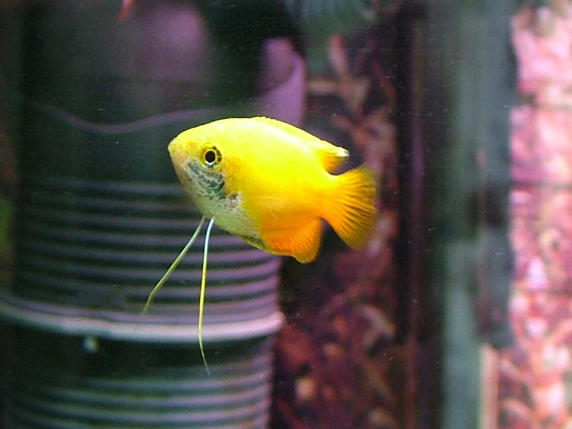 Yellow male.webp