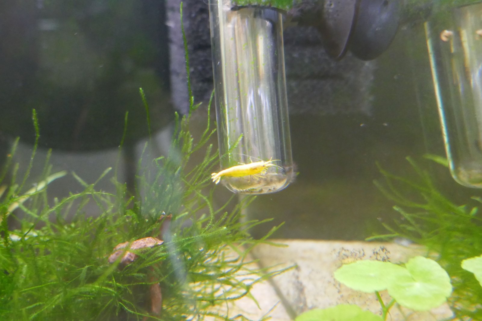 yellow shrimp 3.jpg