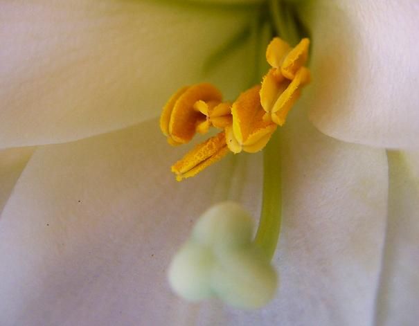 yellow_2.jpg