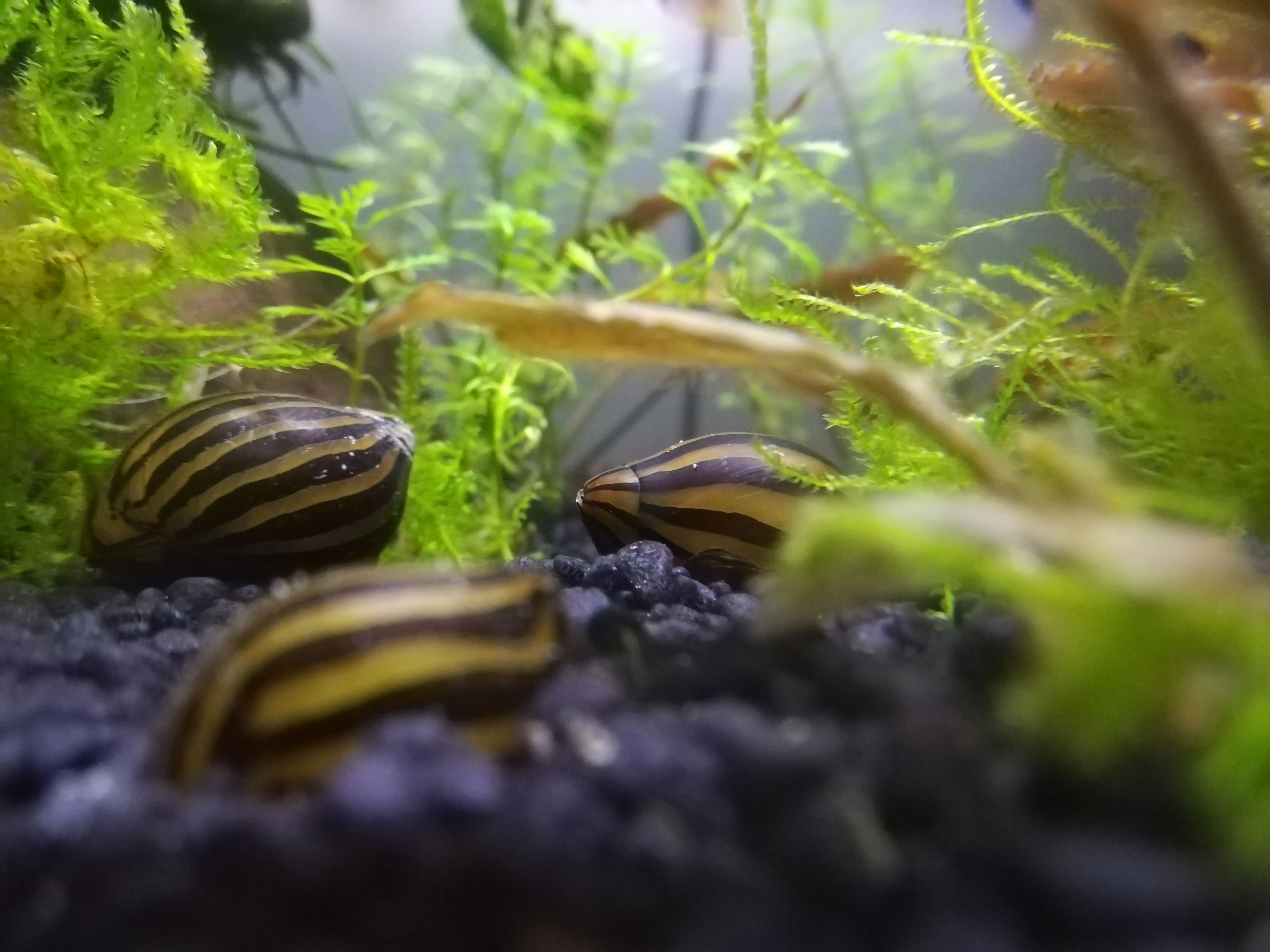 Zebra Nerite Snails