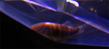 zebra_loach.jpg