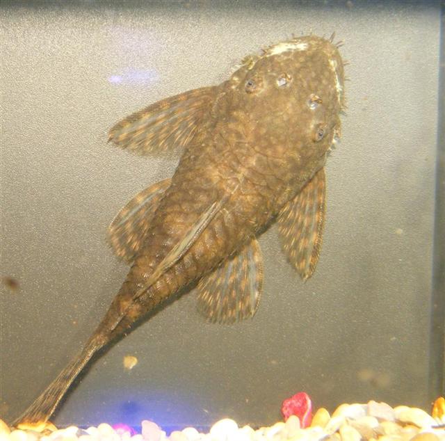 ZedandFish_019__Medium___Small_.jpg