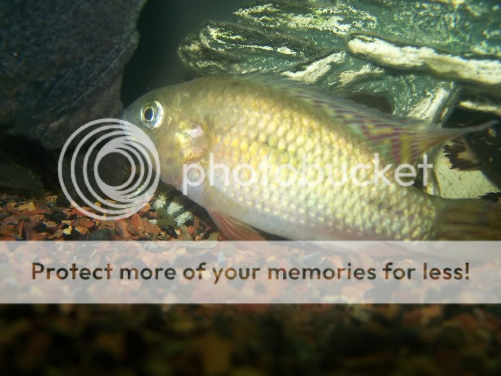cichlid.jpg