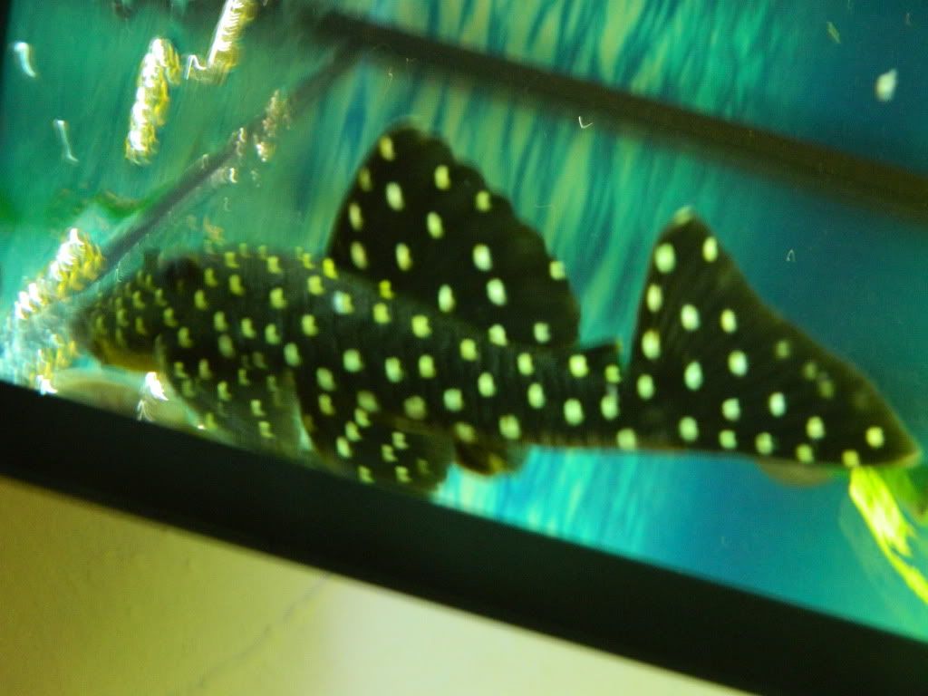 DSCN0401.jpg