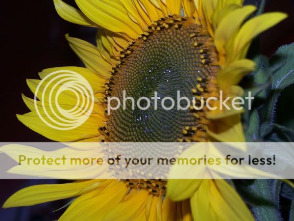 sunflower1.jpg
