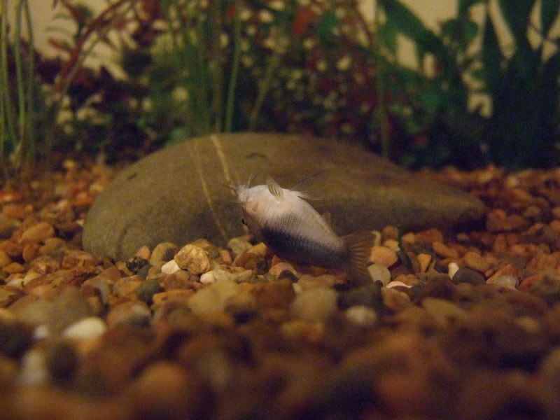 SickCatfish.jpg