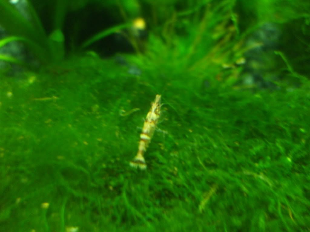 shrimp3.jpg