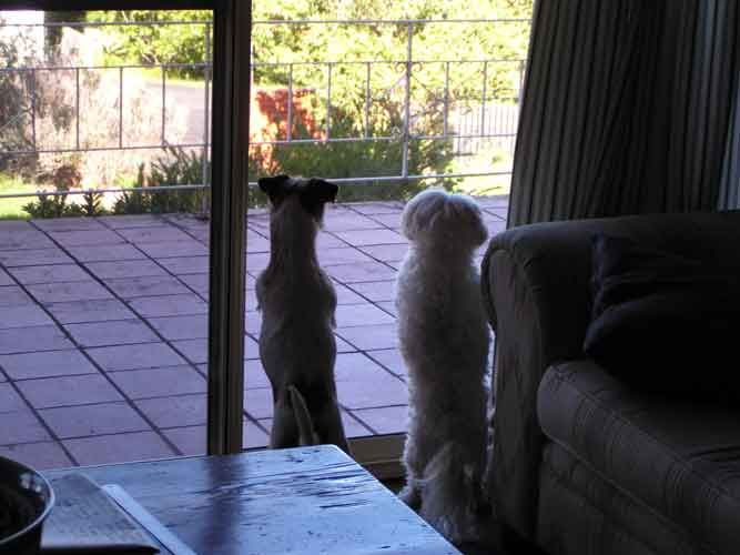 dogsatwindowweb.jpg