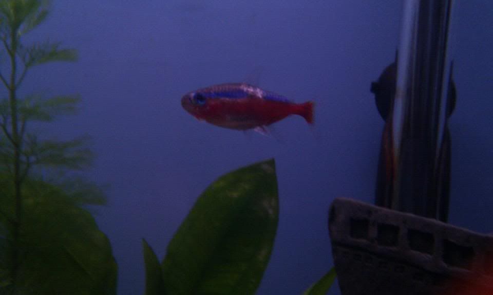 fish4.jpg