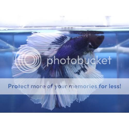 Male2062-500x500.jpg