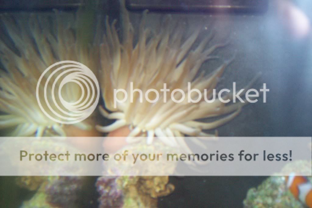 aquarium034.jpg