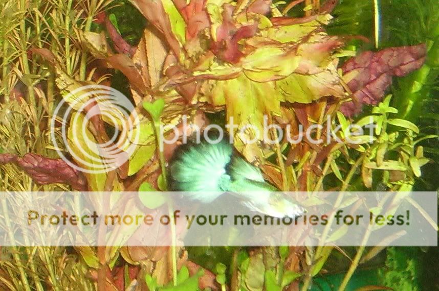 guppylove01.jpg