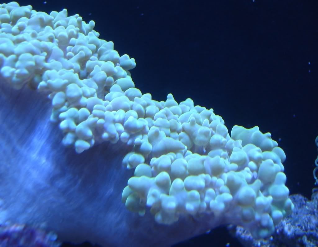 01-25-07Bubble.jpg