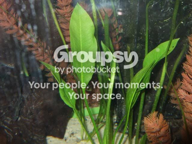 fish002.jpg
