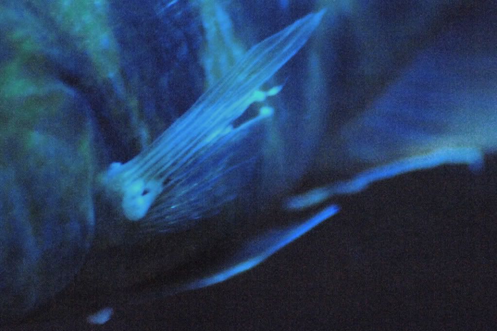 fishprobs2.jpg