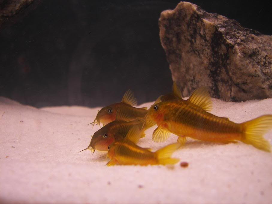 newcories2.jpg