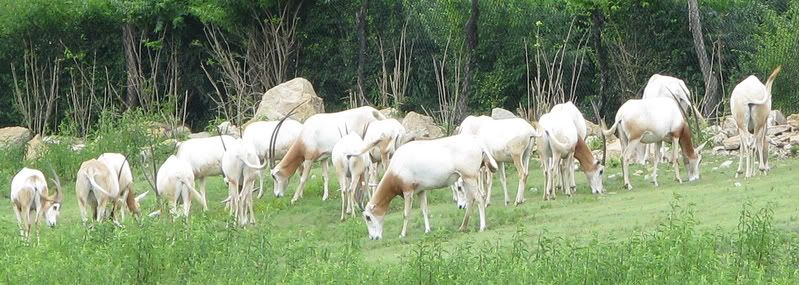 Oryxherdcloseup.jpg
