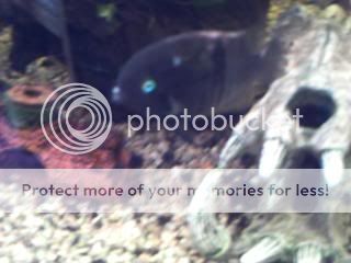 CopyofPICT0007.jpg