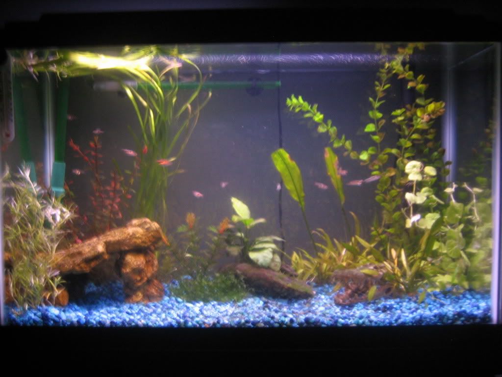 fish004.jpg