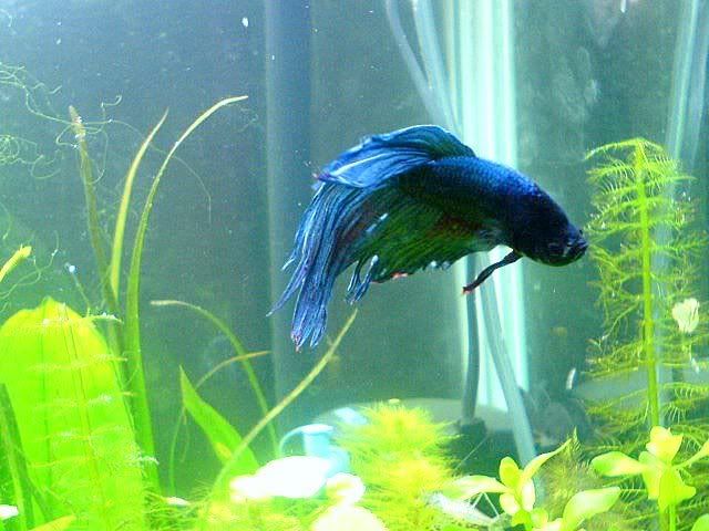 DSC01155p.jpg