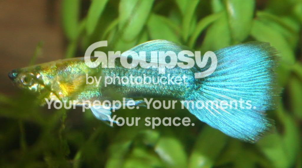 guppy5.jpg