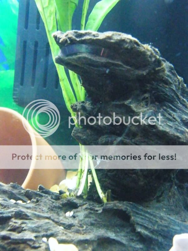 DSCF4078.jpg