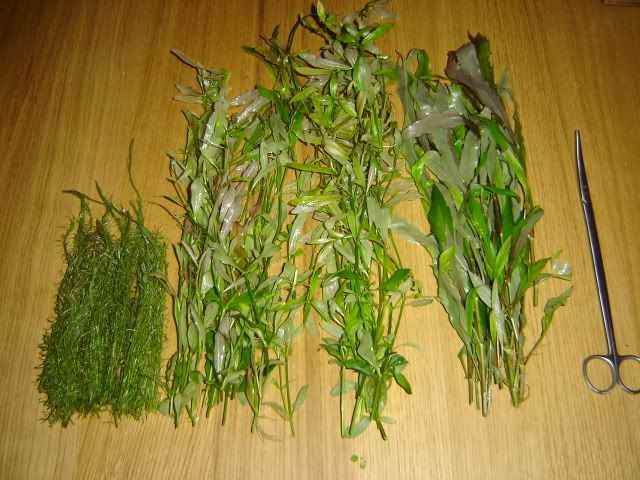 trim26.jpg